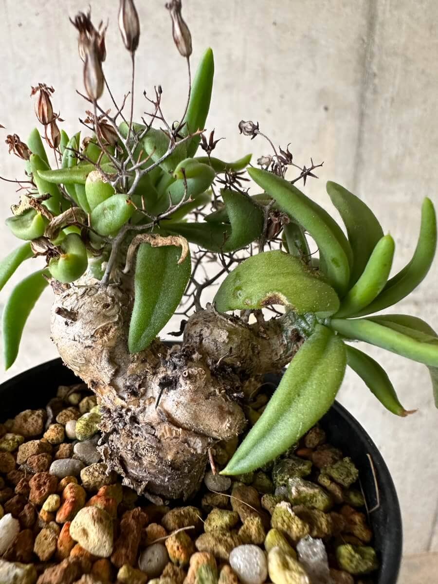 【現品限り】チレコドン・レティキュラーツス 万物想 挿し木 発根済み【P63】 Tylecodon reticulatus