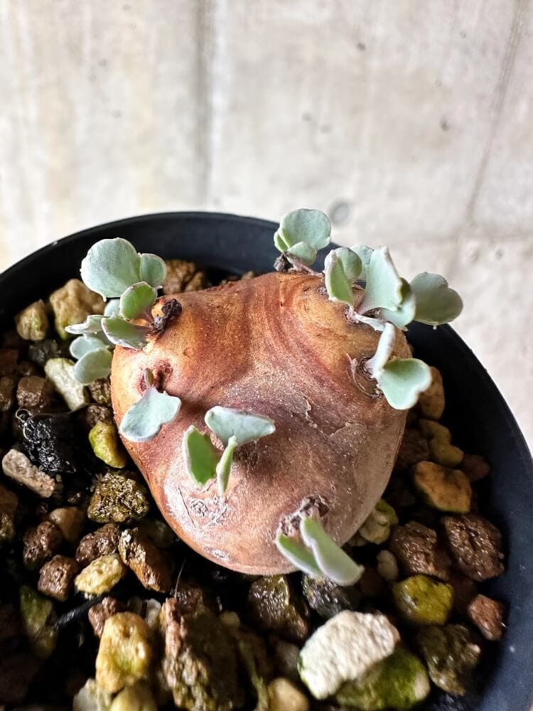 【現品限り】オトンナ・カカリオイデス 現地株 発根済み【Q14】 Othonna cacalioides