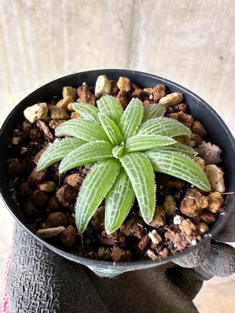 【現品限り】ブルビネ・ハオルチオイデス【Q23】 Bulbine haworthioides