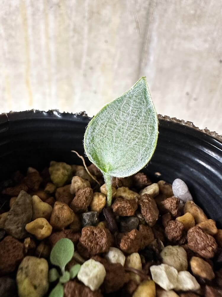 【現品限り】エリオスペルマム・アラキノイデウム【Q28】 Eriospermum arachnoideum