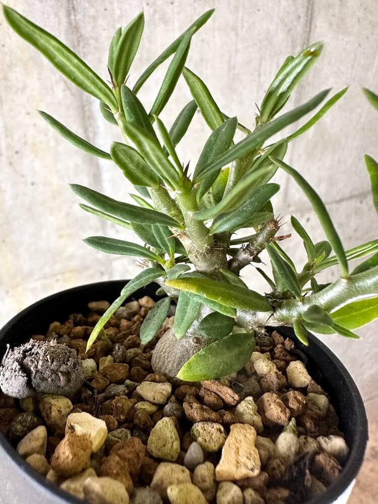 【現品限り】パキポディウム・ビスピノーサム【Q48】 Pachypodium bispinosum