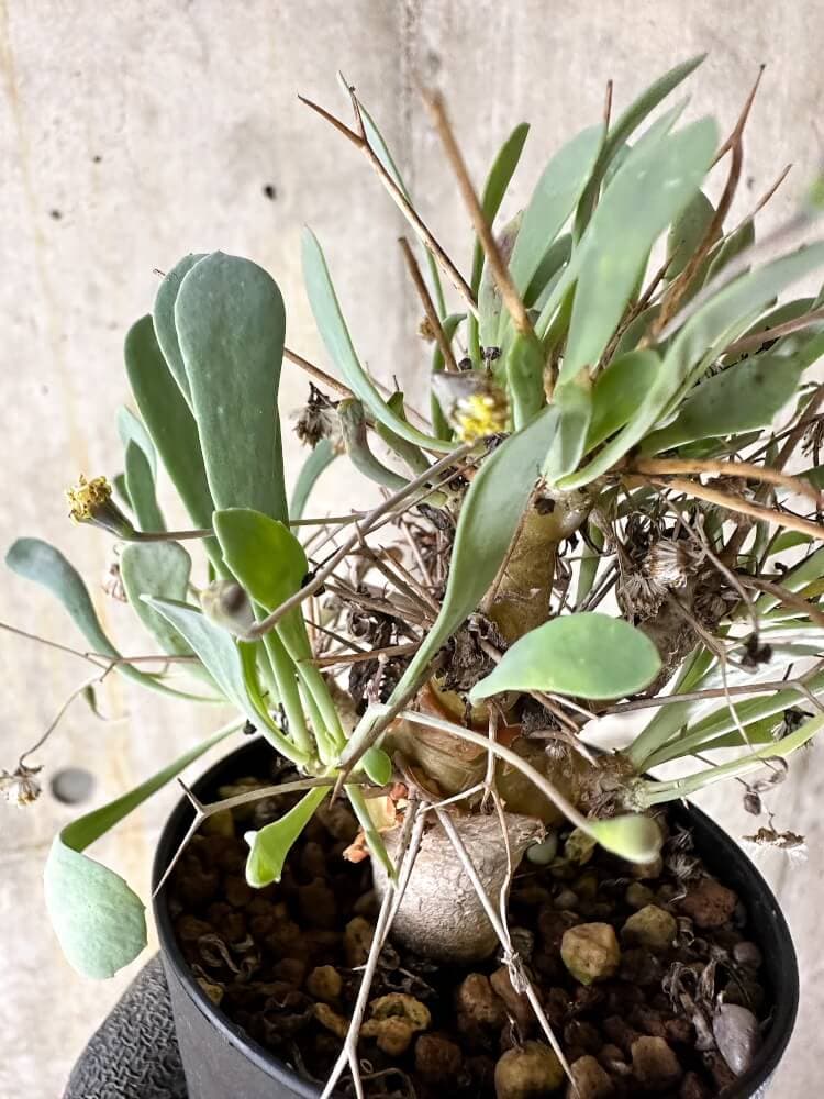 【現品限り】オトンナ・ユーフォルビオイデス【Q56】 Othonna euphorbioides
