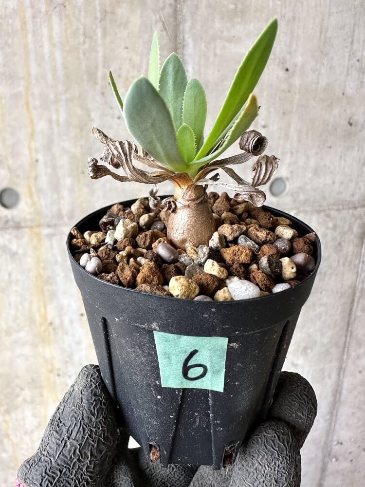現品限り】オトンナ・レトロルサ【Q6】 Othonna retrorsa 塊根植物