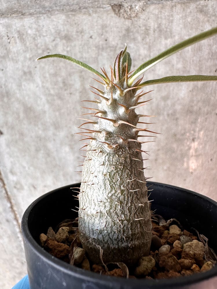 【現品限り】パキポディウム・グラキリス【A11】 Pachypodium gracilius