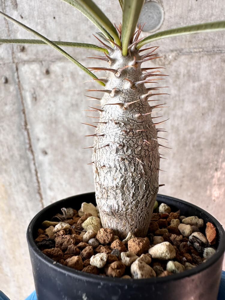 【現品限り】パキポディウム・グラキリス【A12】 Pachypodium gracilius