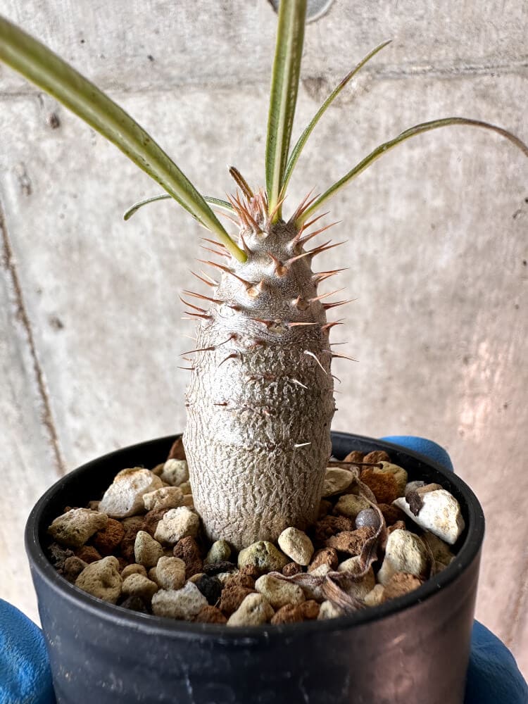 【現品限り】パキポディウム・グラキリス【A13】 Pachypodium gracilius