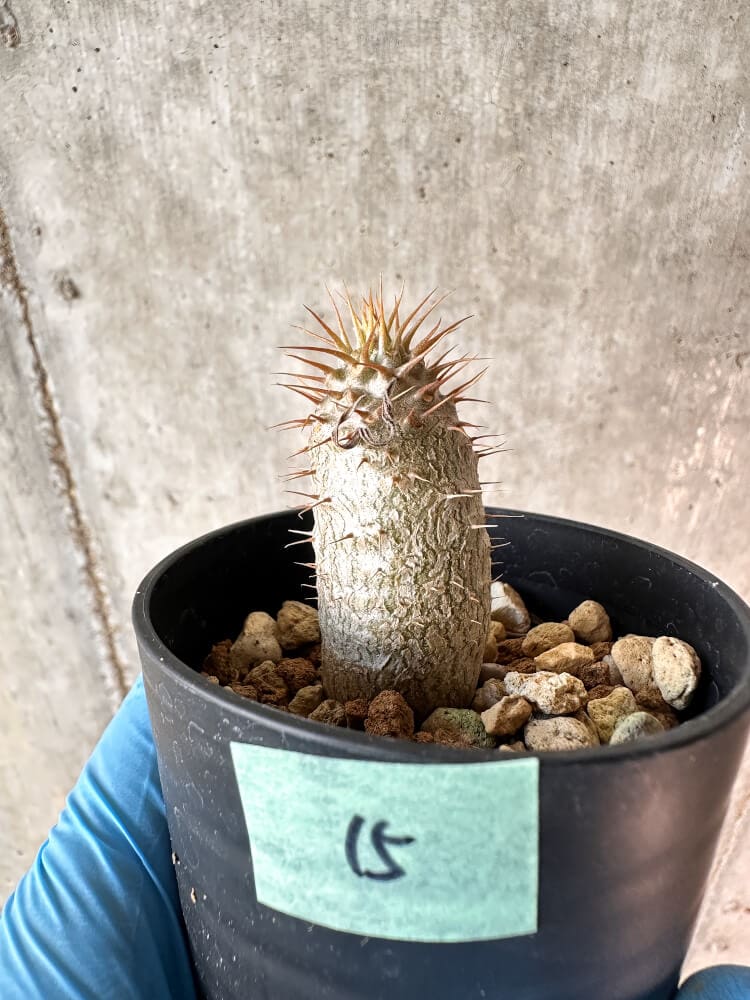 現品限り】パキポディウム・グラキリス【A15】 Pachypodium gracilius
