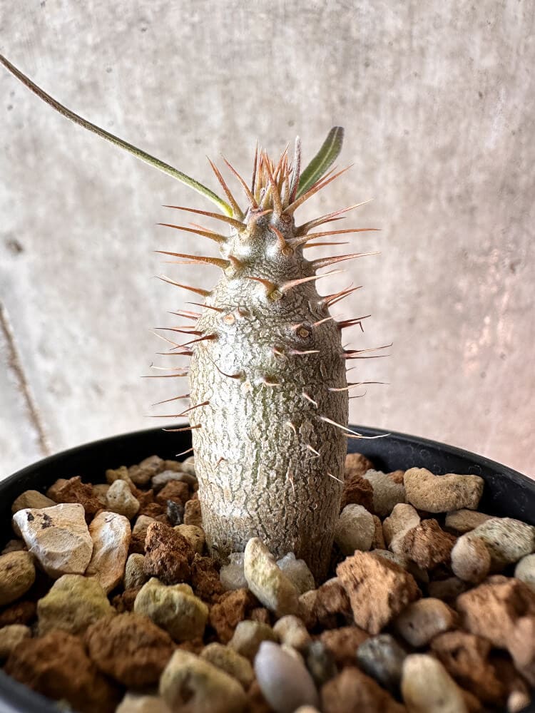 【現品限り】パキポディウム・グラキリス【A19】 Pachypodium gracilius