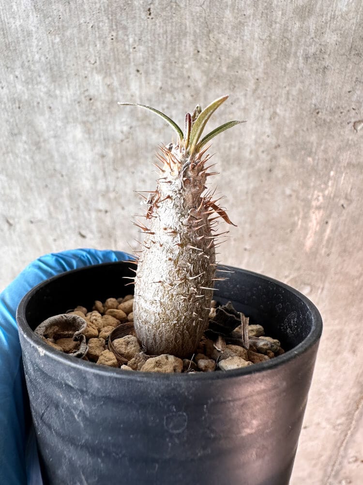 【現品限り】パキポディウム・グラキリス【A1】 Pachypodium gracilius
