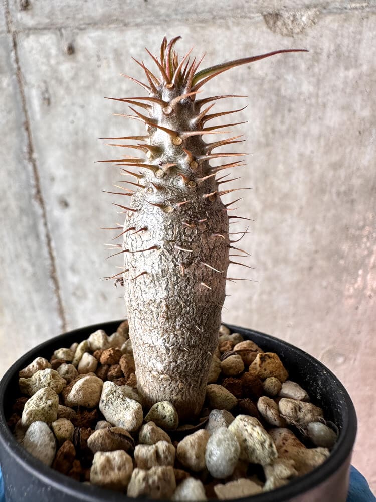 【現品限り】パキポディウム・グラキリス【A21】 Pachypodium gracilius