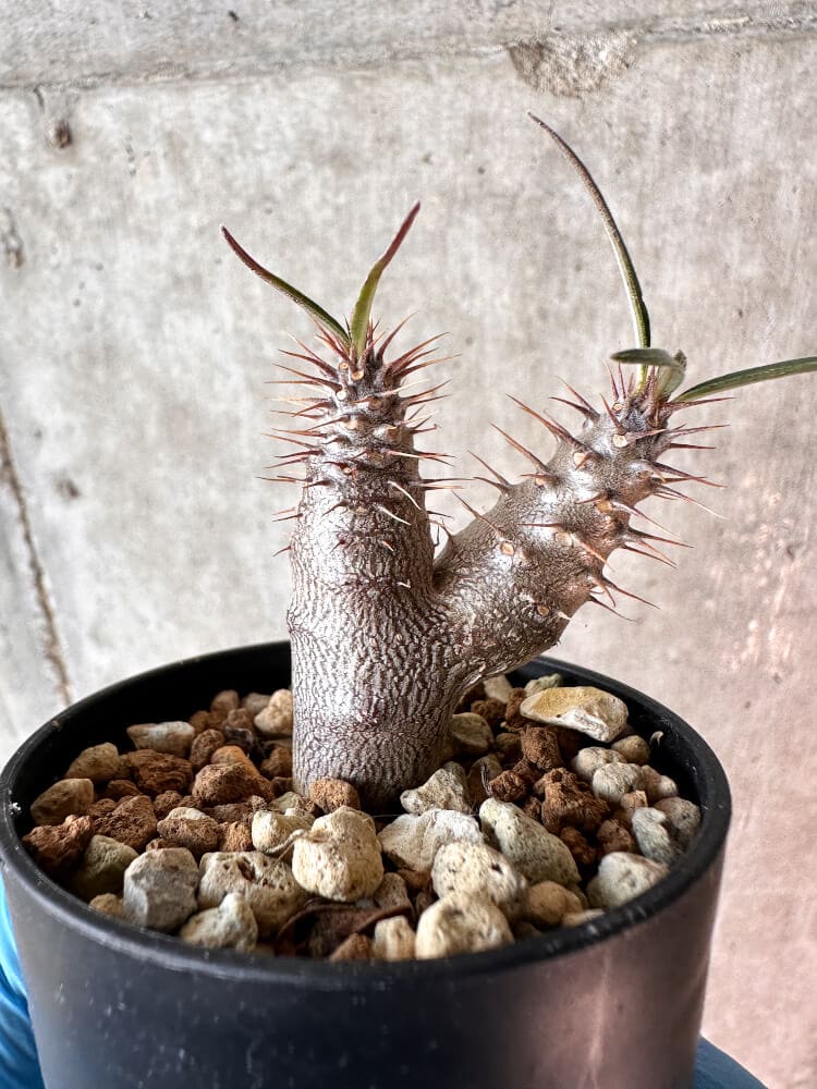 【現品限り】パキポディウム・グラキリス【A22】 Pachypodium gracilius