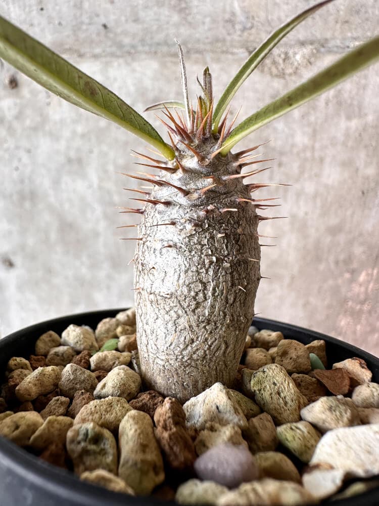【現品限り】パキポディウム・グラキリス【A23】 Pachypodium gracilius