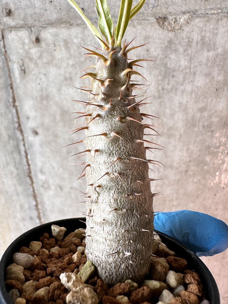 【現品限り】パキポディウム・グラキリス【A27】 Pachypodium gracilius