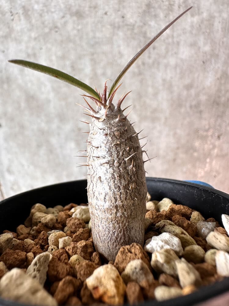 【現品限り】パキポディウム・グラキリス【A28】 Pachypodium gracilius