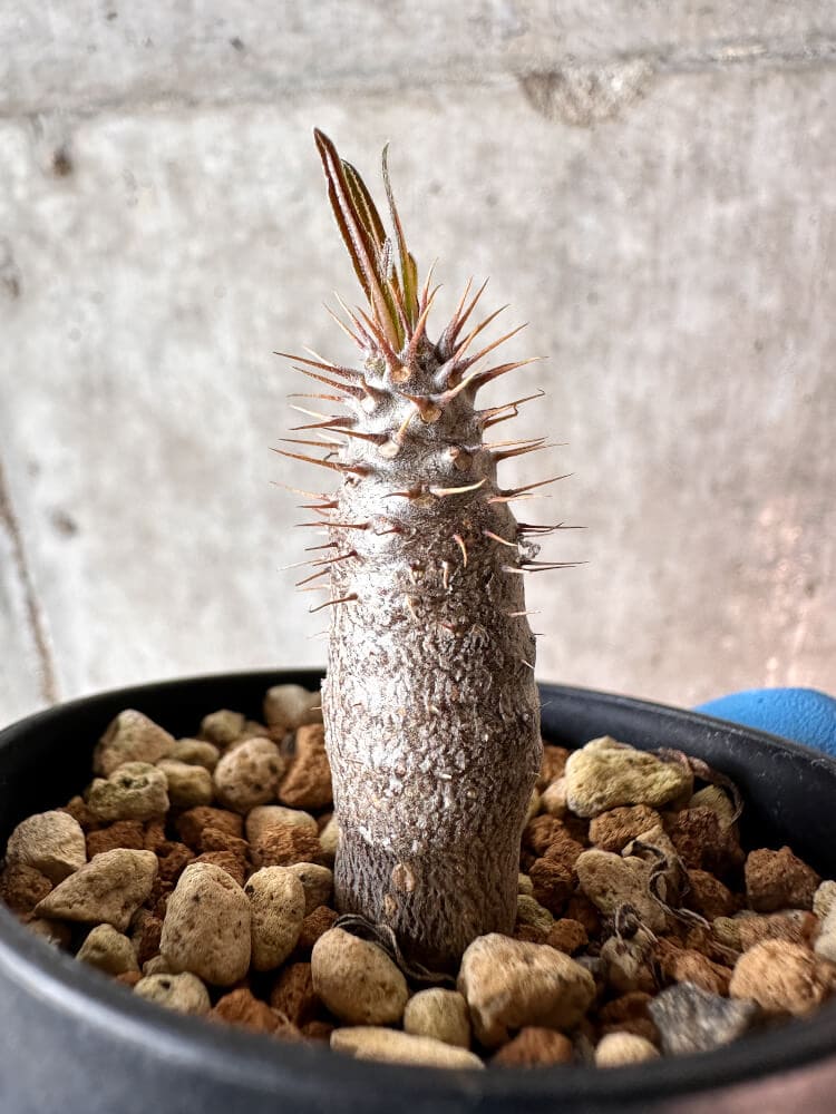 【現品限り】パキポディウム・グラキリス【A29】 Pachypodium gracilius