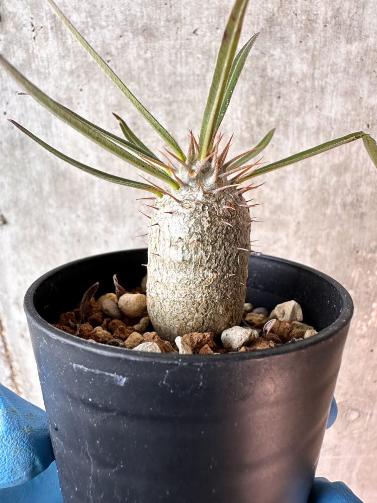 【現品限り】パキポディウム・グラキリス【A2】 Pachypodium gracilius