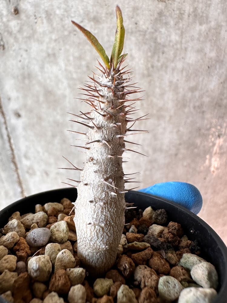 【現品限り】パキポディウム・グラキリス【A32】 Pachypodium gracilius