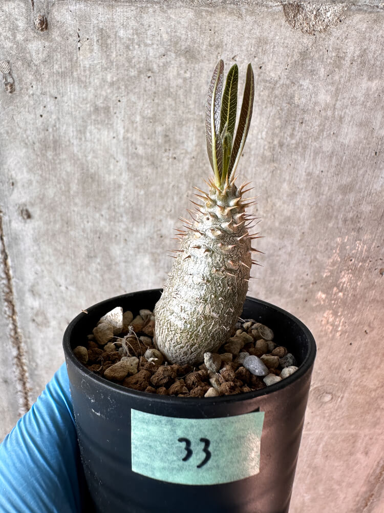 現品限り】パキポディウム・グラキリス【A33】 Pachypodium gracilius