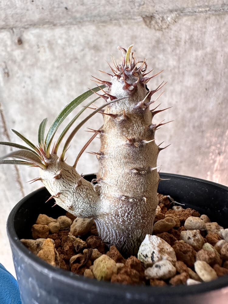 【現品限り】パキポディウム・グラキリス【A34】 Pachypodium gracilius