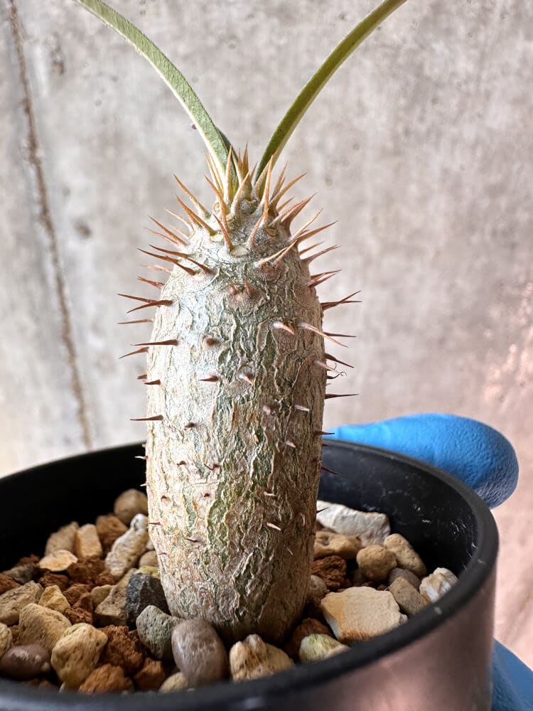 【現品限り】パキポディウム・グラキリス【A35】 Pachypodium gracilius