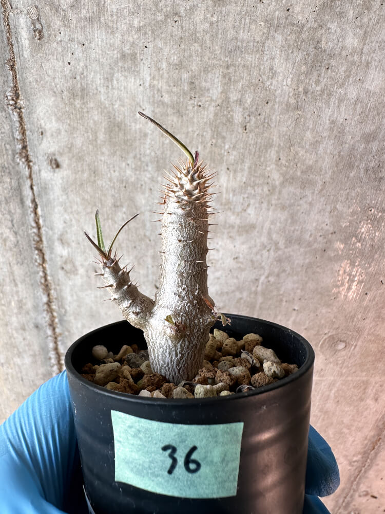 現品限り】パキポディウム・グラキリス【A36】 Pachypodium gracilius