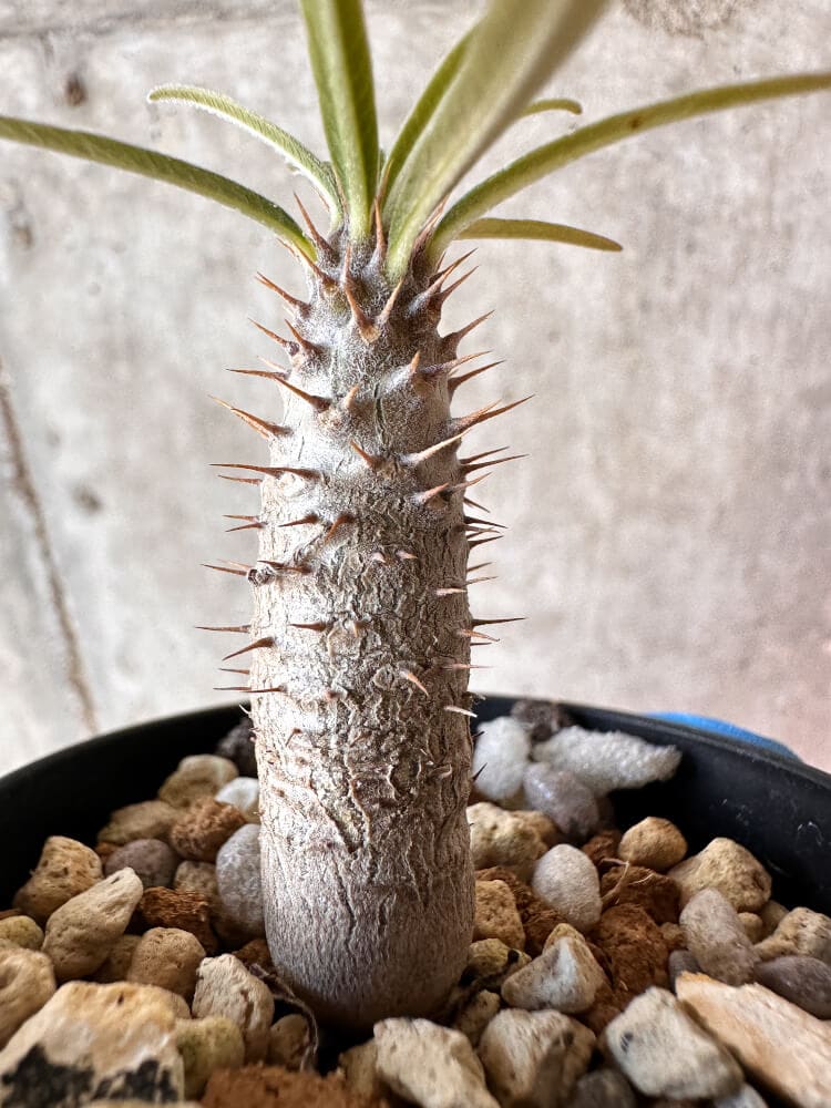 【現品限り】パキポディウム・グラキリス【A37】 Pachypodium gracilius