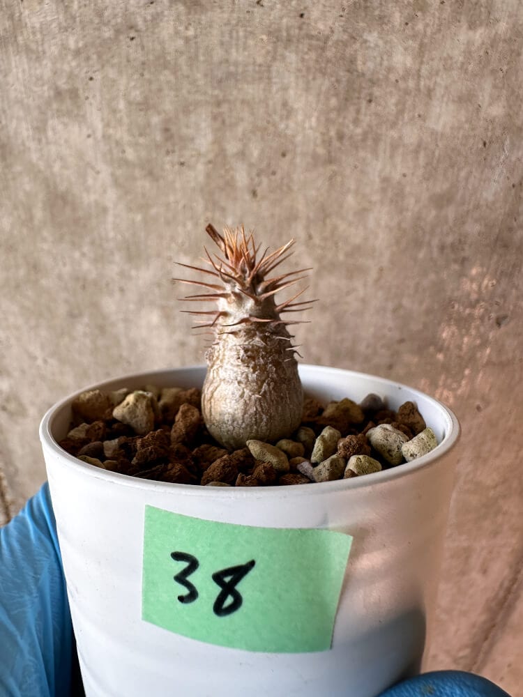 現品限り】パキポディウム・グラキリス【A38】 Pachypodium gracilius