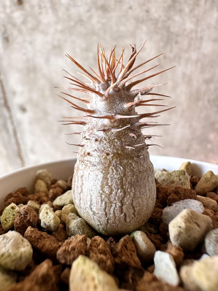 【現品限り】パキポディウム・グラキリス【A38】 Pachypodium gracilius