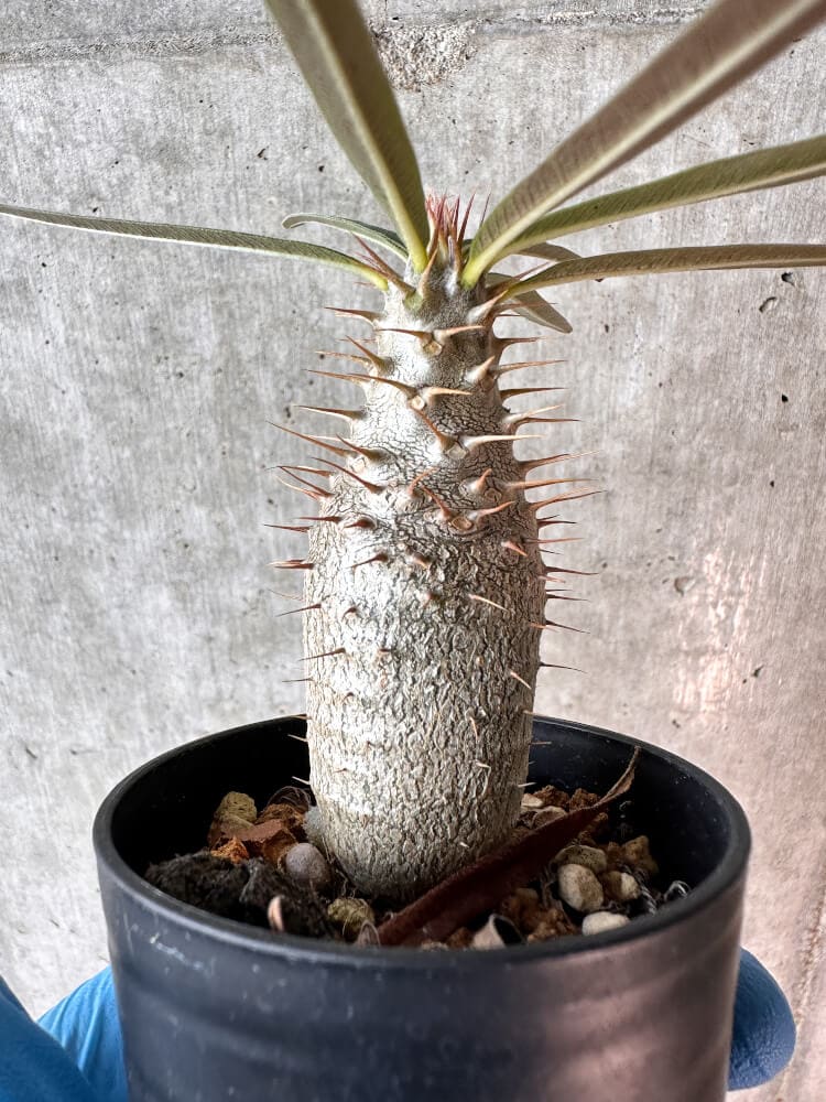 【現品限り】パキポディウム・グラキリス【A3】 Pachypodium gracilius