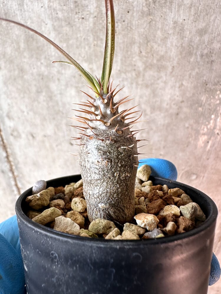 【現品限り】パキポディウム・グラキリス【A40】 Pachypodium gracilius