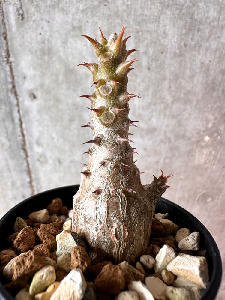 【現品限り】パキポディウム・ウィンゾリー 実生【A41】 Pachypodium windsorii