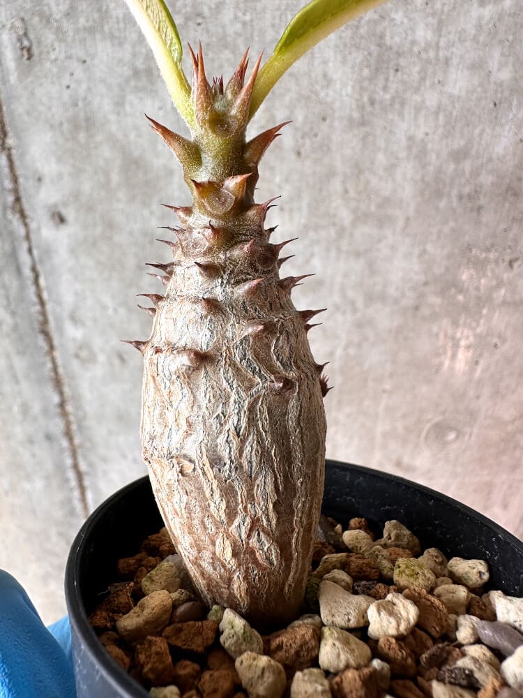 【現品限り】パキポディウム・ウィンゾリー 実生【A42】 Pachypodium windsorii