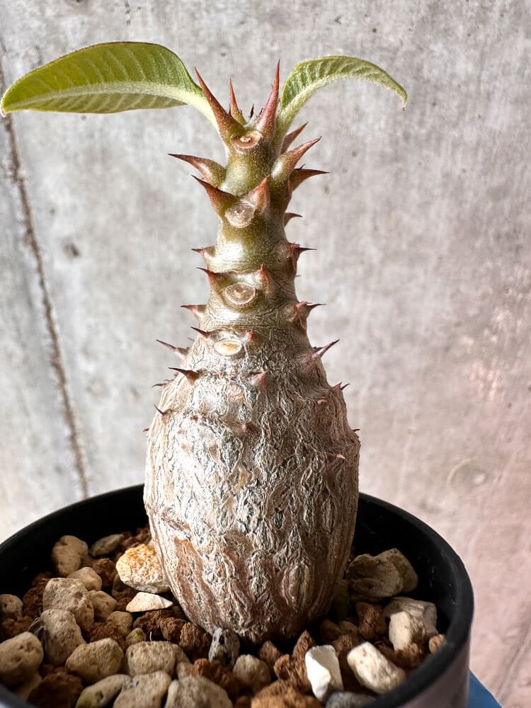 【現品限り】パキポディウム・ウィンゾリー 実生【A45】 Pachypodium windsorii