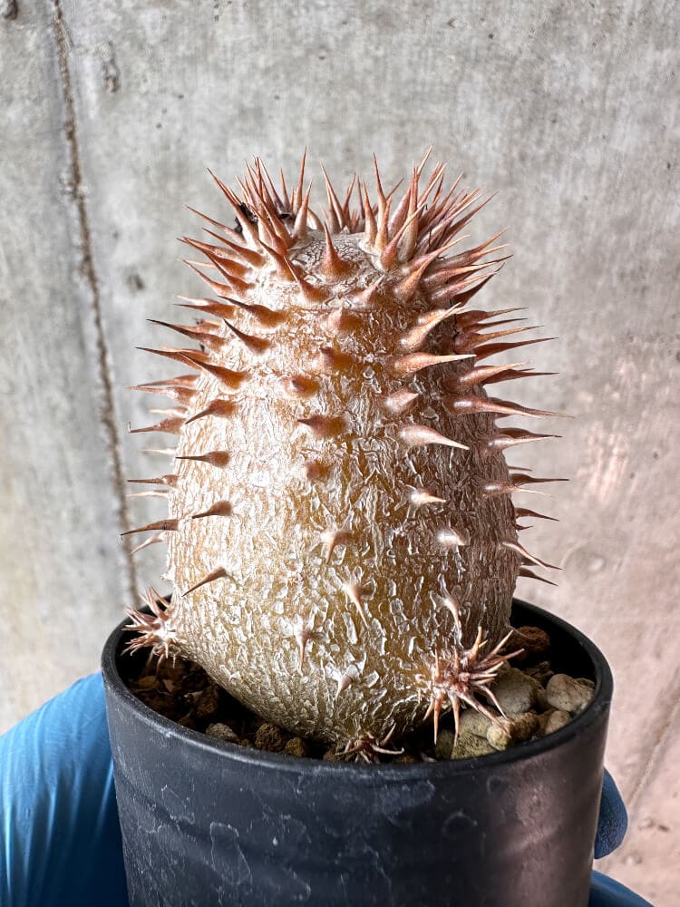 【現品限り】パキポディウム・デンシフローラム【A46】 Pachypodium densiflorum