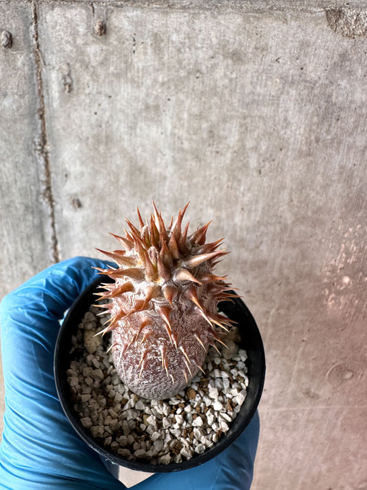 【現品限り】パキポディウム・デンシフローラム【A47】 Pachypodium densiflorum