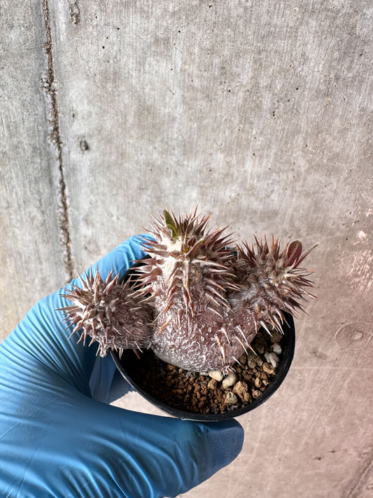 【現品限り】パキポディウム・デンシフローラム【A48】 Pachypodium densiflorum