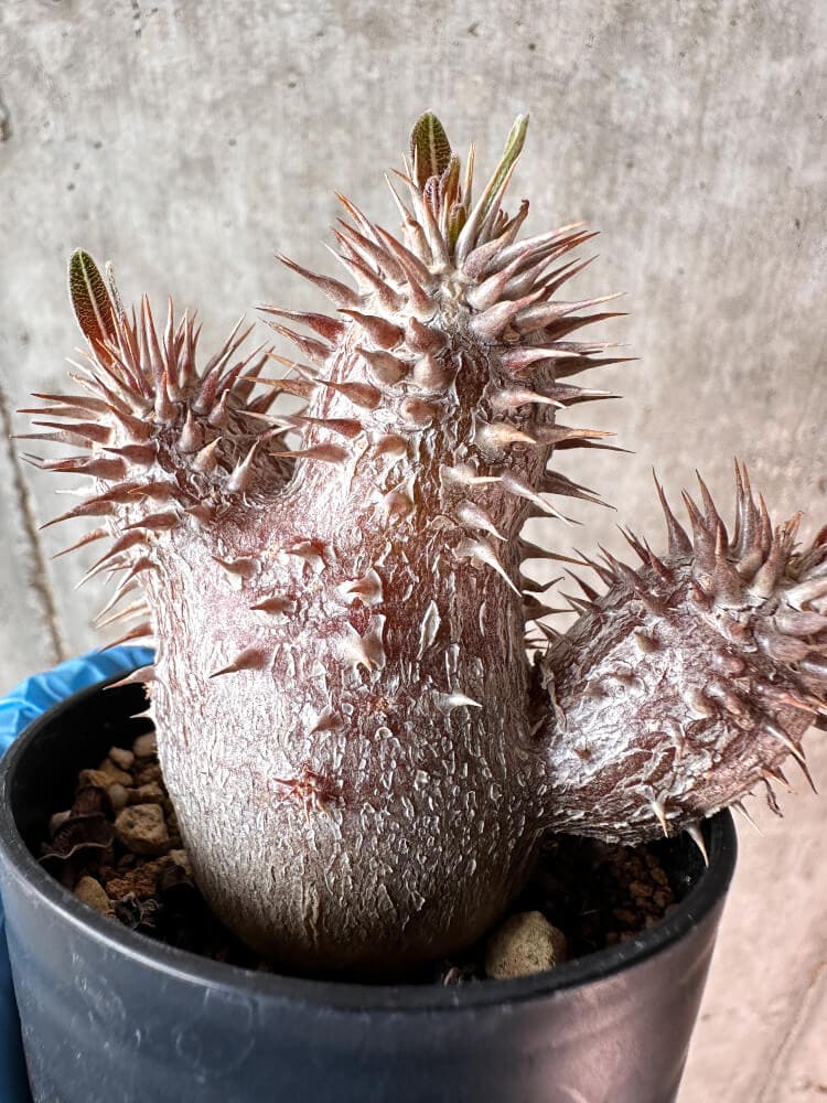 【現品限り】パキポディウム・デンシフローラム【A48】 Pachypodium densiflorum