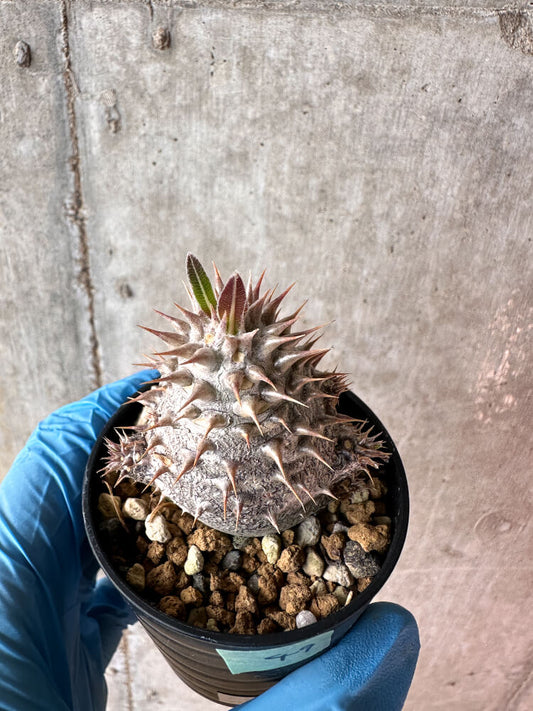【現品限り】パキポディウム・デンシフローラム【A49】 Pachypodium densiflorum