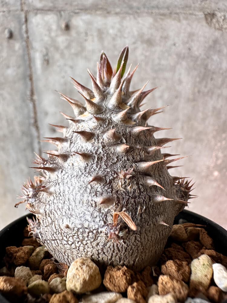 【現品限り】パキポディウム・デンシフローラム【A49】 Pachypodium densiflorum