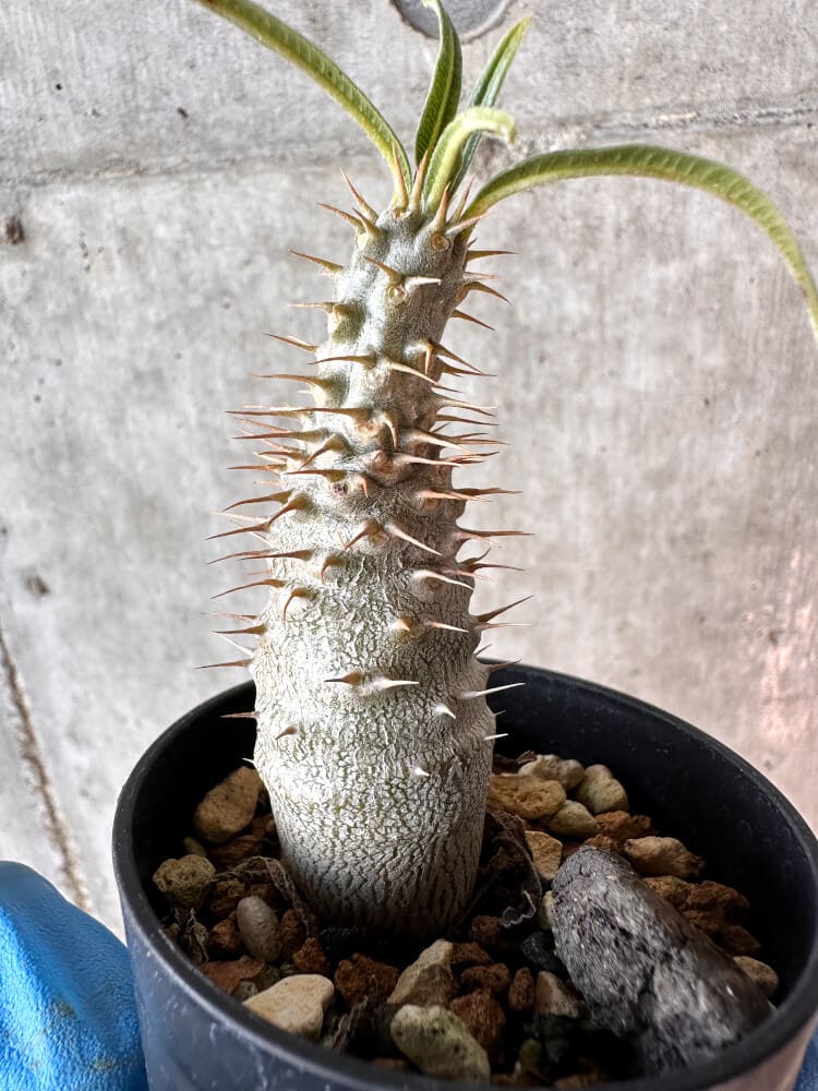 【現品限り】パキポディウム・グラキリス【A4】 Pachypodium gracilius