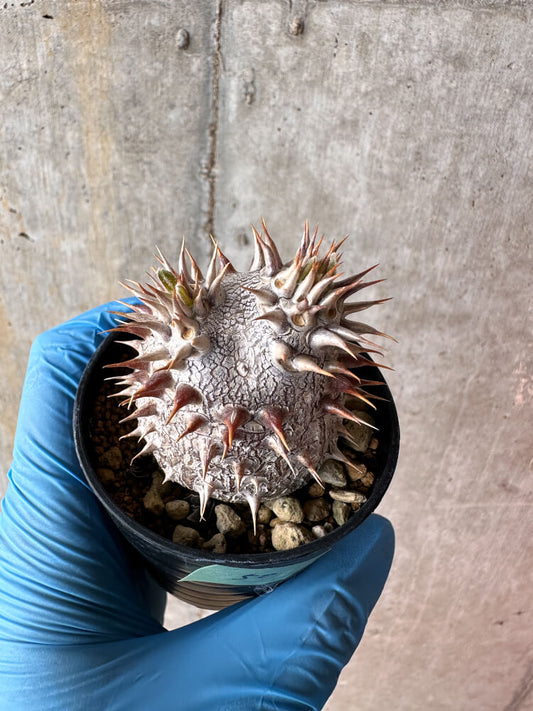 【現品限り】パキポディウム・デンシフローラム【A50】 Pachypodium densiflorum