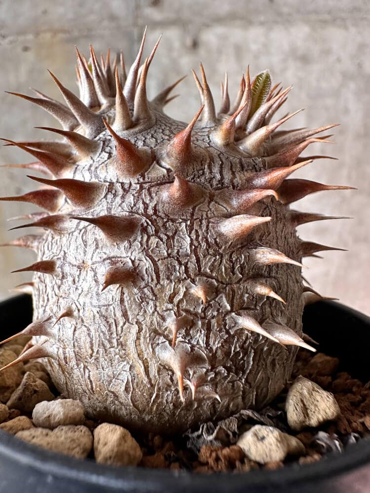 【現品限り】パキポディウム・デンシフローラム【A50】 Pachypodium densiflorum