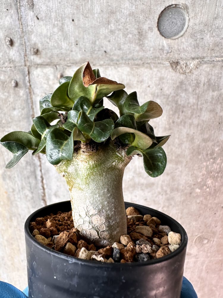 【現品限り】アデニウム・DHA 葉巻【A51】 Adenium DHA