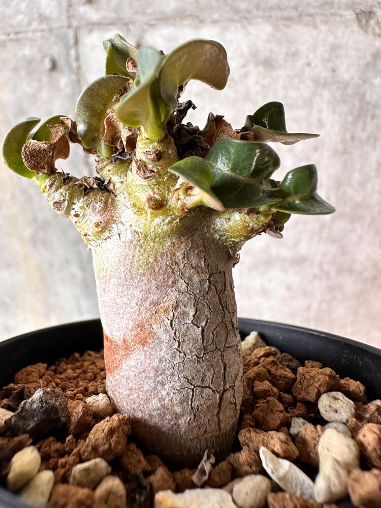 【現品限り】アデニウム・DHA 葉巻【A52】 Adenium DHA