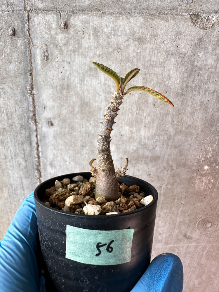 現品限り】ドルステニア・ギガス 実生【A56】 Dorstenia gigas 塊根