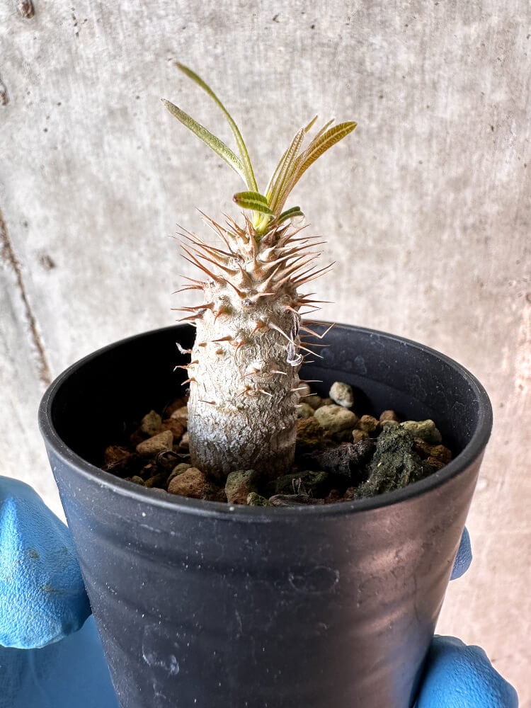 【現品限り】パキポディウム・グラキリス【A5】 Pachypodium gracilius