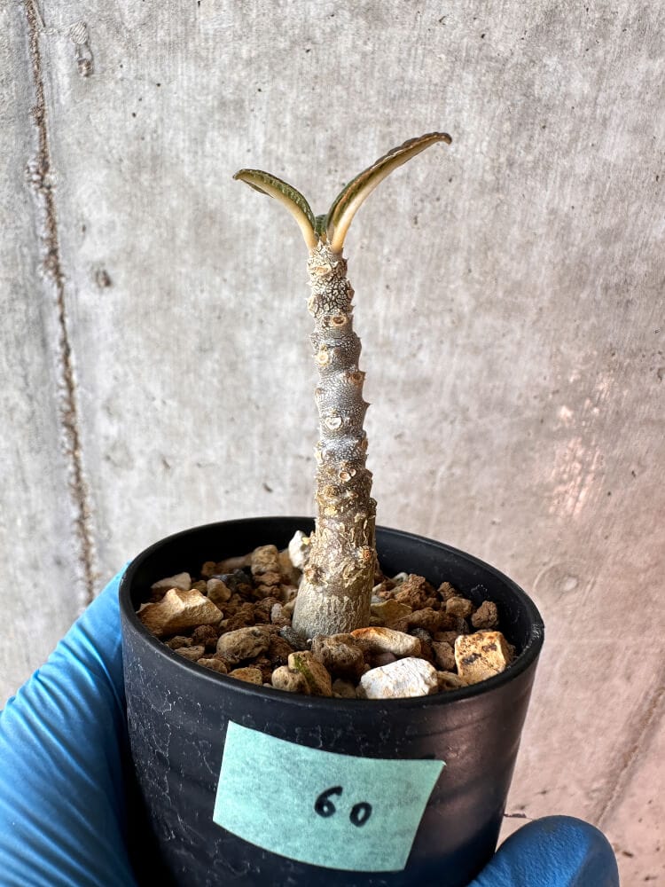 現品限り】ドルステニア・ギガス 実生【A60】 Dorstenia gigas 塊根