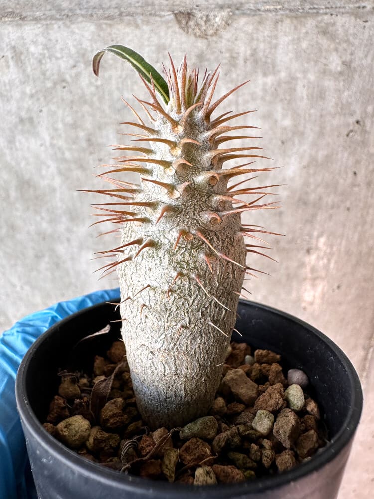 【現品限り】パキポディウム・グラキリス【A9】 Pachypodium gracilius