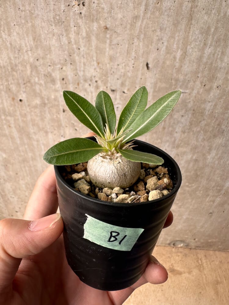現品限り】パキポディウム・エニグマチカム【B1】 Pachypodium