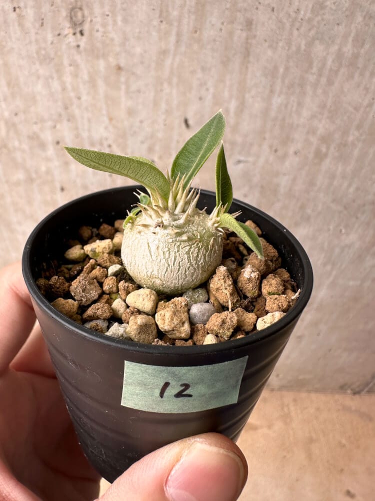 現品限り】パキポディウム・エニグマチカム【B12】 Pachypodium